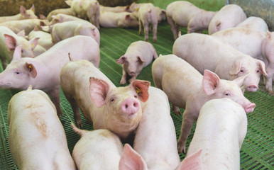 Pink pigs, Pigs on the farm, Piglets go eat	