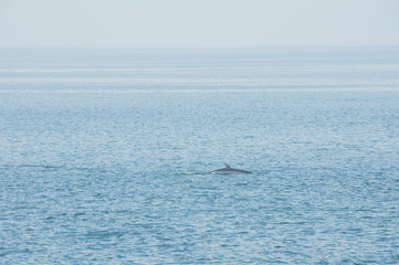 Fototapeta premium Observação das baleias no Canadá, no seu habitat