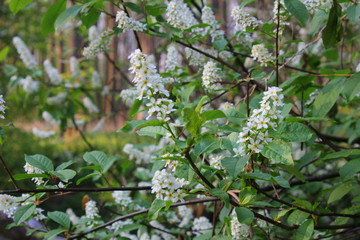 forest creek in May