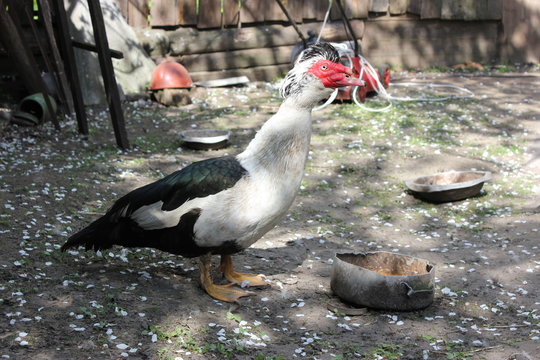 Muscovy duck at May