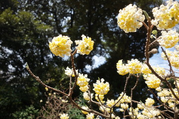黄色の花
