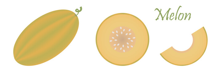 Melon fruit isolated on white background. Vector Illustration. Perfect for your design project.