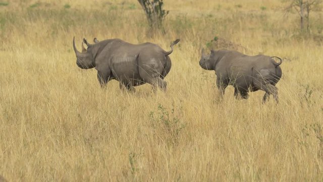 Rhino mother and calf running in Masai Mara