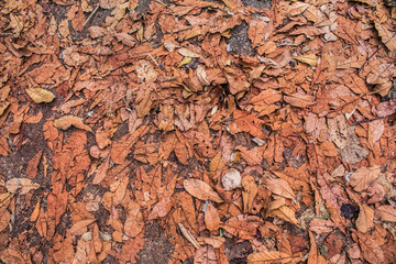 Leaf red  background under the tree, in Phuket Thailand