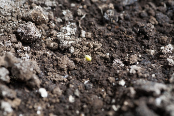 Germinating turnip seed