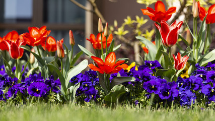 Tulipani Rossi e viole