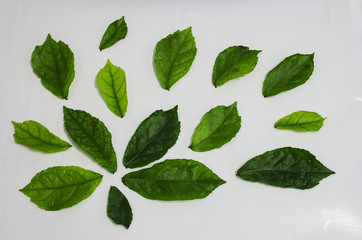 green energy green leaf 