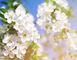 Fototapeta premium Spring blossoming garden, soft focus, toned. Flower spring background.