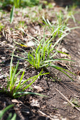 Growing Chinese chives