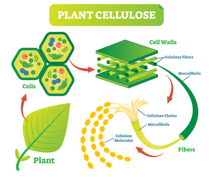 Plant cellulose biology vector illustration diagram.