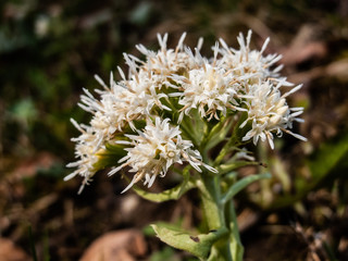 Weiße Pestwurz - Petasites albus 