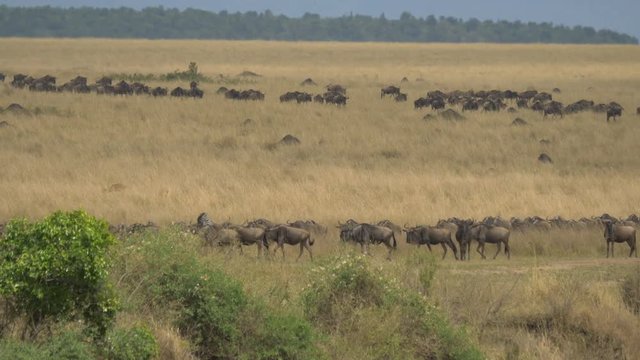 Pan right of wildebeests walking on dry plains