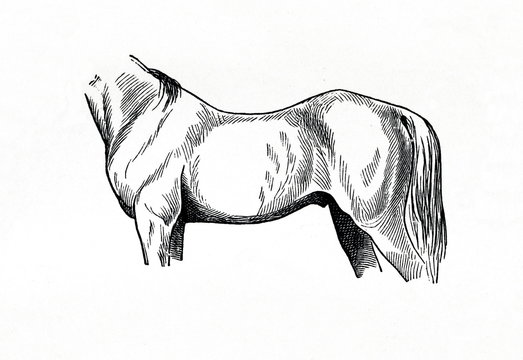 Sway-backed horse (from Meyers Lexikon, 1896, 13/770/771)