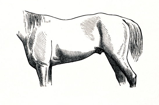 Roach back in horse (from Meyers Lexikon, 1896, 13/770/771)