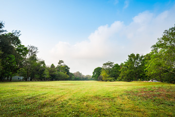 Green grass field with tree in Public Park
