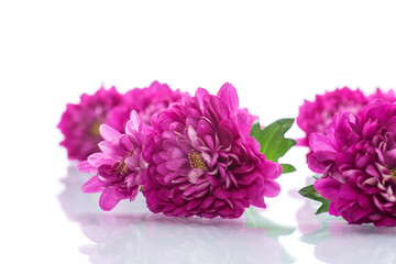 bouquet of beautiful chrysanthemums