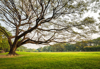 Big rain tree with green grass field in Public Park