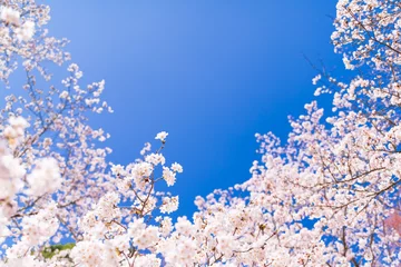 Küchenrückwand glas motiv 桜と青空 © oben901
