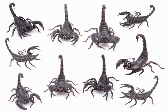 Heterometrus longimanus back scorpion.Emperor Scorpion, Pandinus imperator.scorpion isolate on white background
