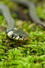 Ringelnatter im Moos