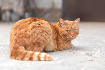 Single red cat