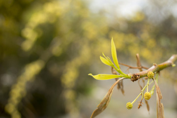 Blossom spring flowers