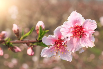 pink peach blossoms in spring season