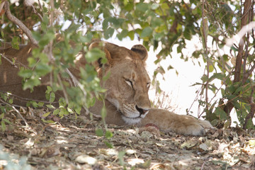 Lion resting in the bush in Ruaha National Park, Tanzania