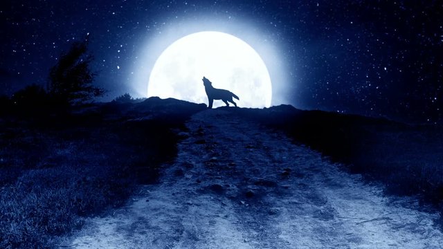 howling wolf to the moon on the hill at night.