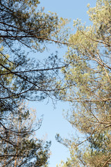 blue sky with trees and space for text
