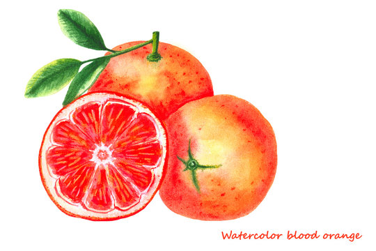 Watercolor blood orange. Isolated citrus fruit illustration on white background