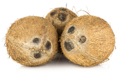 Coconuts isolated on white background three nuts brown fibrous shell.