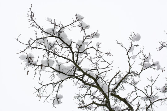 Snow on tree branches without leaves.