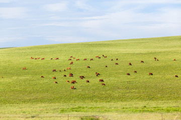 Cattle Farming Animals Scattered Hills Summer Landscape.