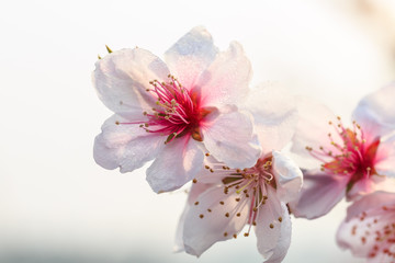 pink peach blossoms in spring season