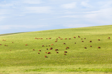 Cattle Farming Animals Scattered Hills Summer Landscape.