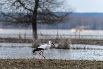 bocian, pojedyncz duży biały ptak z czarnym ogonem spaceruje po wodzie, szuka jedzenia, tło rozlewisko rzeczne © Ewa Cierniak