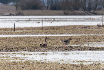 dwa ptaki, gęsi gęgawy na tle łąki i rozlewiska rzeki, wiosenny krajobraz © Ewa Cierniak