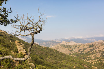 Old dry tree on a background of mountains.