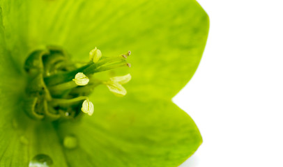 Pistils and stamens of a flower