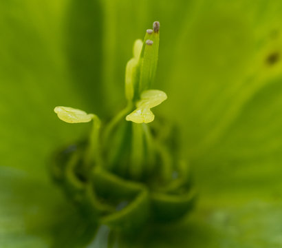 Pistils and stamens of a flower