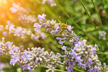 Fototapeta na wymiar Lavender bushes closeup on sunset.