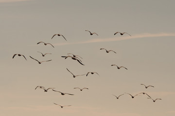 seagulls flying among on the sky