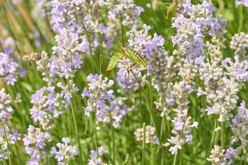 Obraz na płótnie Canvas Purple flowers field