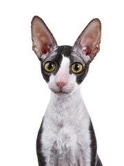 Head shot of Cornish Rex cat / kitten sitting isolated on white background