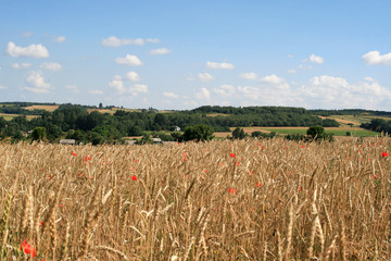 polski wiejski krajobraz z dojrzałymi łanami zbóż z czerwonymi makami na tle wsi i drzew w łoneczny letni dzień 