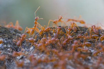 Red ant,Weaver Ants (Oecophylla smaragdina),Action of ant, ant standing