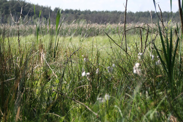 trawy przy brzgu jeziora