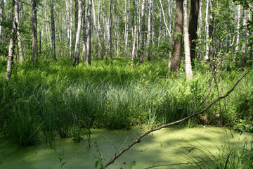 rzęsa wodna paprocie trawy i drzewa na mokradłach w słoneczny dzień - obrazy, fototapety, plakaty