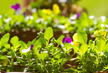 Leuchtende Hornveilchen im Frühling